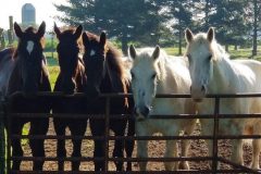 Ray-May-Bill-Hank-and-Hoppy